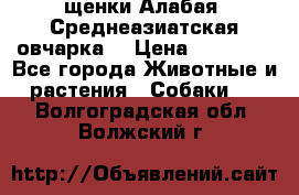 щенки Алабая (Среднеазиатская овчарка) › Цена ­ 15 000 - Все города Животные и растения » Собаки   . Волгоградская обл.,Волжский г.